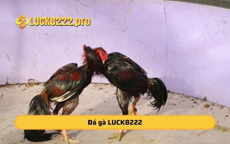 Đá gà LUCK8222