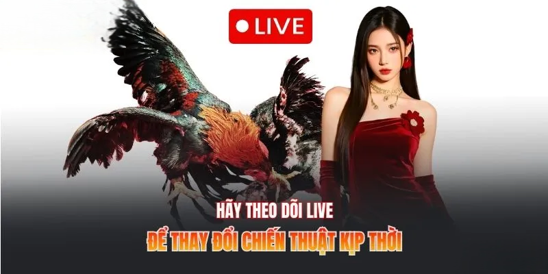 Đá Gà Luck8 – Theo Dõi Trận Đấu Đỉnh Cao, Đặt Cược An Toàn